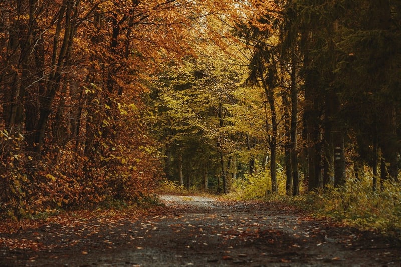 Forest Path